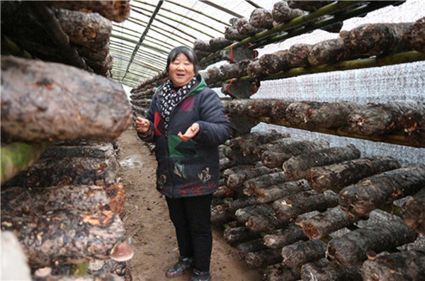 李桂花，女，60歲，蘭考縣谷營鎮霍寨村村民，年收入5萬元。投入2萬元買菌種，從“倉農”合作社承包了四個香菇大棚，據悉，前期大棚是免費租用，種植好的香菇由合作社幫忙銷售出去，如果村民富裕了，后期可以自己建大棚。當記者問到，投入了2萬元是否擔心收不回本時，李桂花笑著說：“我根本不擔心，現在國家政策好，我受過培訓，學習怎麼種植香菇，我識字，有很多資料可以看，我相信隻有賺不會賠。要靠自己去干才能致富，不能光靠政府，后期我還想再擴建10個大棚。”