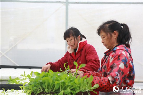 通過發展智慧農業，當地農民的種植方式也在改變。人民網 李芳森攝